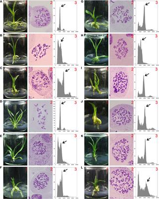 Triploid cultivars of Cymbidium act as a bridge in the formation of polyploid plants